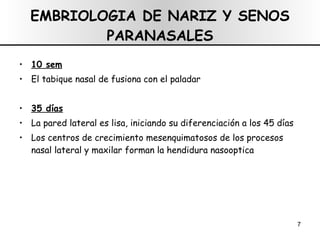 10 sem El tabique nasal de fusiona con el paladar 35 días La pared lateral es lisa, iniciando su diferenciación a los 45 días Los centros de crecimiento mesenquimatosos de los procesos nasal lateral y maxilar forman la hendidura nasooptica EMBRIOLOGIA DE NARIZ Y SENOS PARANASALES 