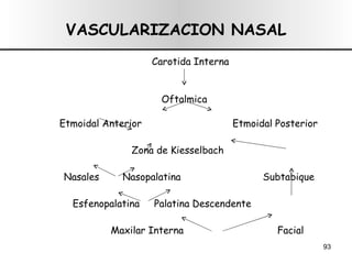VASCULARIZACION NASAL Carotida Interna  Oftalmica   Etmoidal Anterior  Etmoidal Posterior Zona de Kiesselbach Nasales  Nasopalatina  Subtabique Esfenopalatina  Palatina Descendente Maxilar Interna  Facial Carótida Externa  