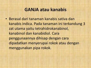 GANJA atau kanabis
• Berasal dari tanaman kanabis sativa dan
kanabis indica. Pada tanaman ini terkandung 3
zat utama yaitu tetrahidrokanabinol,
kanabinol dan kanabidiol. Cara
penggunaannya dihisap dengan cara
dipadatkan menyerupai rokok atau dengan
menggunakan pipa rokok.
 