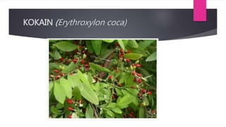 KOKAIN (Erythroxylon coca)
 