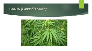 GANJA (Cannabis Sativa)
 