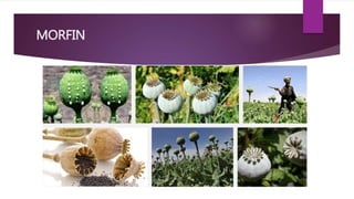 MORFIN
 