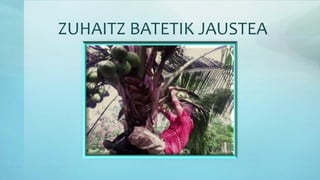 ZUHAITZ BATETIK JAUSTEA
 