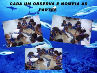 CADA UM OBSERVA E NOMEIA AS PARTES   