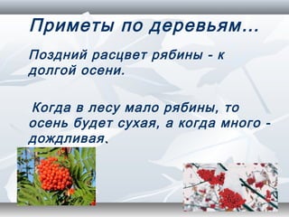 Приметы по деревьям…
Поздний расцвет рябины - к
долгой осени.

Когда в лесу мало рябины, то
осень будет сухая, а когда много -
дождливая .
 