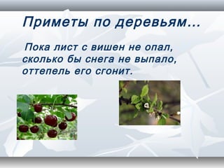 Приметы по деревьям…
Пока лист с вишен не опал,
сколько бы снега не выпало,
оттепель его сгонит.
 