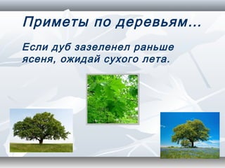 Приметы по деревьям…
Если дуб зазеленел раньше
ясеня, ожидай сухого лета.
 