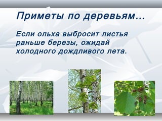 Приметы по деревьям…
Если ольха выбросит листья
раньше березы, ожидай
холодного дождливого лета.
 