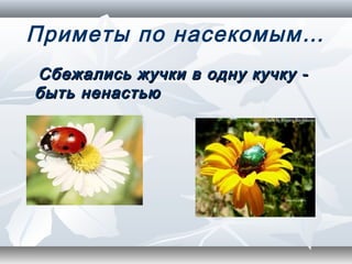 Приметы по насекомым…
Сбежались жучки в одну кучку -
быть ненастью
 