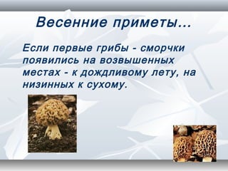 Весенние приметы…
Если первые грибы - сморчки
появились на возвышенных
местах - к дождливому лету, на
низинных к сухому.
 