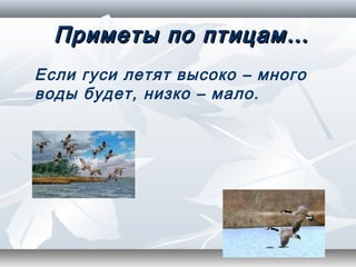 Приметы по птицам…
Если гуси летят высоко – много
воды будет, низко – мало.
 