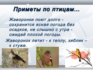 Приметы по птицам…
 Жаворонки поют долго -
 сохранится ясная погода без
 осадков, не слышно с утра -
 ожидай плохой погоды.
Жаворонок летит - к теплу, зяблик –
 к стуже.
 