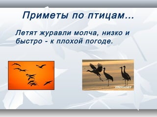 Приметы по птицам…
Летят журавли молча, низко и
быстро - к плохой погоде.
 