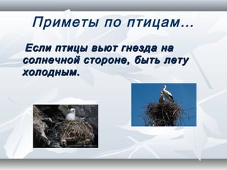 Приметы по птицам…
Если птицы вьют гнезда на
солнечной стороне, быть лету
холодным.
 