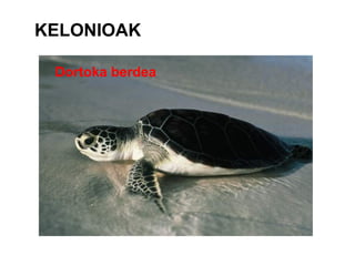 KELONIOAK Dortoka berdea 