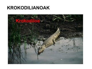 KROKODILIANOAK Krokodiloa 