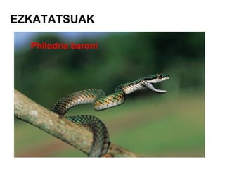 EZKATATSUAK Philodria baroni 