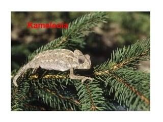 Kameleoia 