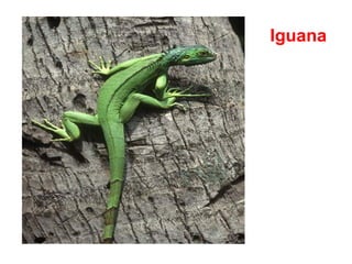 Iguana 