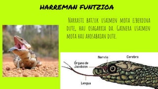 HARREMAN FUNTZIOA
Narrasti batzuk usaimen mota ezberdina
dute, hau osagarria da. Gainera usaimen
mota hau ahosabaian dute.
 