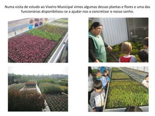 Numa visita de estudo ao Viveiro Municipal vimos algumas dessas plantas e flores e uma das
funcionárias disponibilizou-se a ajudar-nos a concretizar o nosso sonho.
 