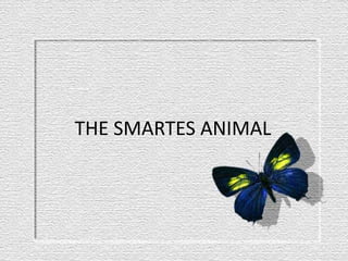 THE SMARTES ANIMAL 