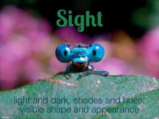 S#&0" 
light and dark, shades and hues, 
visible shape and appearance 
timitalia 
 