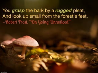 You grasp the bark by a rugged pleat,
   And look up small from the forest's feet.
   --Robert Frost, “On Going Unnoticed”...