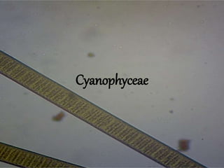 Cyanophyceae
 