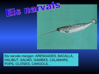Els narvals mengen: ARENGADES, BACALLÀ,
HALIBUT, SALMÓ, GAMBES, CALAMARS,
POPS, CLOÏSES, CARGOLS…
 