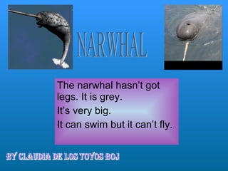 The narwhal hasn’t got legs. It is grey.  It’s very big.  It can swim but it can’t fly. NARWHAL BY claudia de los toyos boj 
