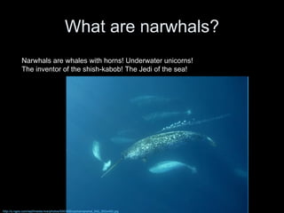 What are narwhals? Narwhals are whales with horns! Underwater unicorns! The inventor of the shish-kabob! The Jedi of the sea! http://s.ngeo.com/wpf/media-live/photos/000/006/cache/narwhal_642_600x450.jpg 