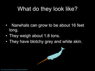 What do they look like? Narwhals can grow to be about 16 feet long.  They weigh about 1.8 tons. They have blotchy grey and white skin. http://www.enchantedlearning.com/ngifs/Narwhalbig.GIF 