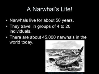 A Narwhal’s Life! Narwhals live for about 50 years. They travel in groups of 4 to 20 individuals. There are about 45,000 narwhals in the world today. http://upload.wikimedia.org/wikipedia/commons/5/57/Narwal_brehm.jpg 