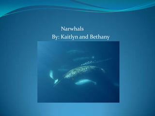 Narwhals
By: Kaitlyn and Bethany
 