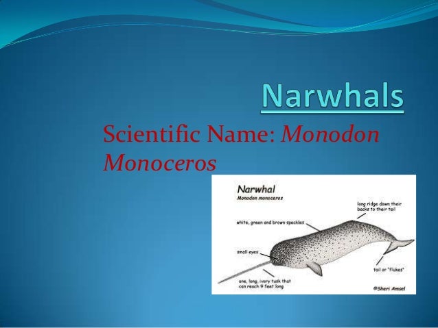 Narwhals