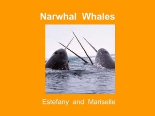 Narwhal  Whales Estefany  and  Mariselle 