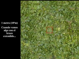 1 metro (10 0 m) Cuando vemos algo con el brazo extendido... 