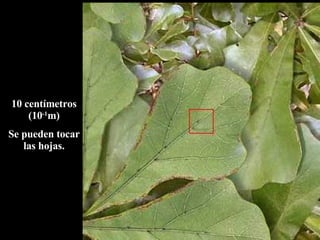 10 centímetros (10 -1 m) Se pueden tocar las hojas. 