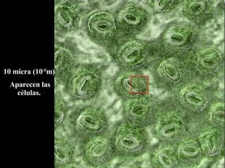 10 micra (10 -5 m)  Aparecen las células.  