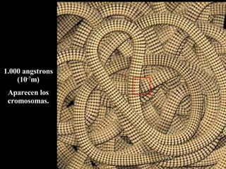 1.000 angstrons (10 -7 m) Aparecen los cromosomas. 