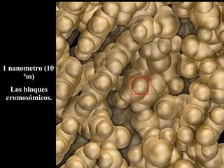 1 nanometro (10 -9 m) Los bloques cromosómicos. 