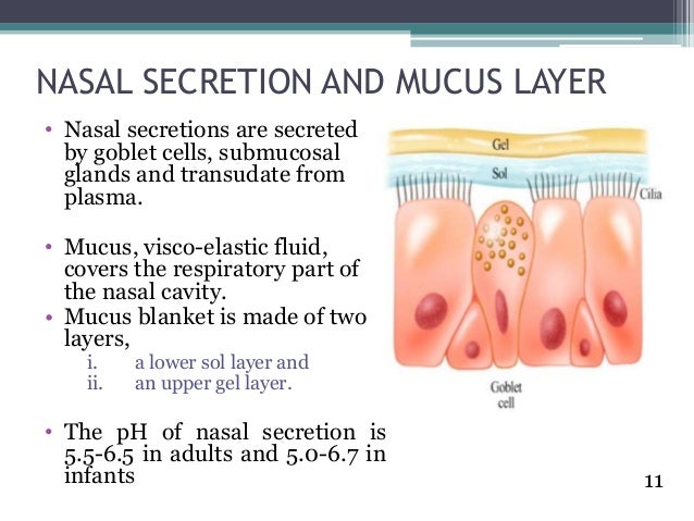 Nasal Mucosa