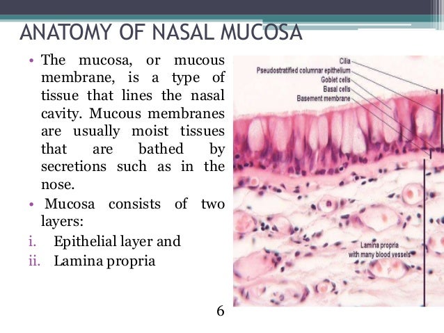 nasal mucosa 6 638