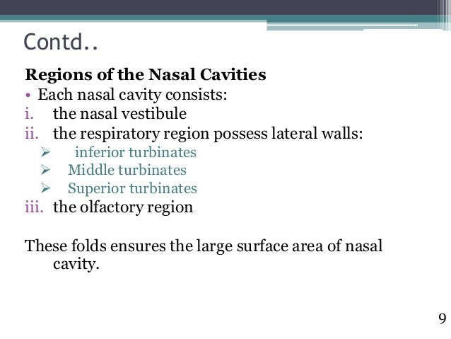 Image Result For The Walls Of The Nasal Cavity Are Composed Of