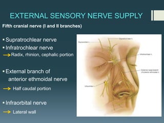 EXTERNAL SENSORY NERVE SUPPLY
Fifth cranial nerve (I and II branches)
§Supratrochlear nerve
§Infratrochlear nerve
Radix, rhinion, cephalic portion
§External branch of
anterior ethmoidal nerve
Half caudal portion
§Infraorbital nerve
Lateral wall
 