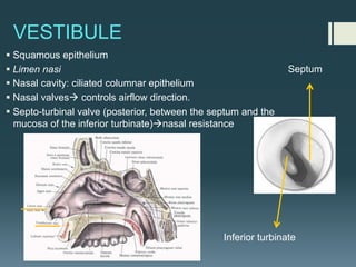 VESTIBULE
§ Squamous epithelium
§ Limen nasi
§ Nasal cavity: ciliated columnar epithelium
§ Nasal valvesà controls airflow direction.
§ Septo-turbinal valve (posterior, between the septum and the
mucosa of the inferior turbinate)ànasal resistance
Septum
Inferior turbinate
 