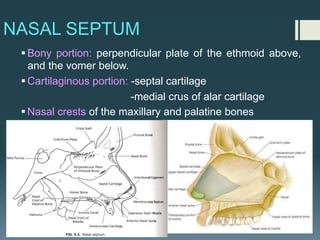 NASAL SEPTUM
§Bony portion: perpendicular plate of the ethmoid above,
and the vomer below.
§Cartilaginous portion: -septal cartilage
-medial crus of alar cartilage
§Nasal crests of the maxillary and palatine bones
 
