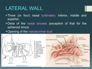 LATERAL WALL
§Three (or four) nasal turbinates: inferior, middle and
superior.
§Ostia of the nasal sinuses (exception of that for the
sphenoid sinus)
§Opening of the nasolacrimal duct
Olfactory
sulcus
 