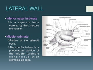 LATERAL WALL
§Inferior nasal turbinate
²Is a separate bone
covered by thick mucous
membrane.
§Middle turbinate
²Portion of the ethmoid
bone.
²The concha bullosa is a
pneumatized portion of
the middle turbinate
c o n t i n u o u s w i t h
ethmoidal air cells.
 